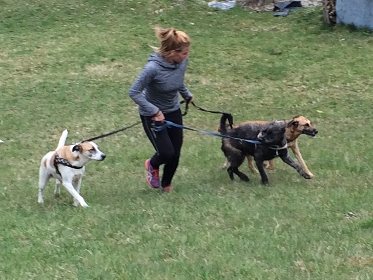 Brigitte mit ihren Trainingspartnern Bonnie, Clyde und Struppi
