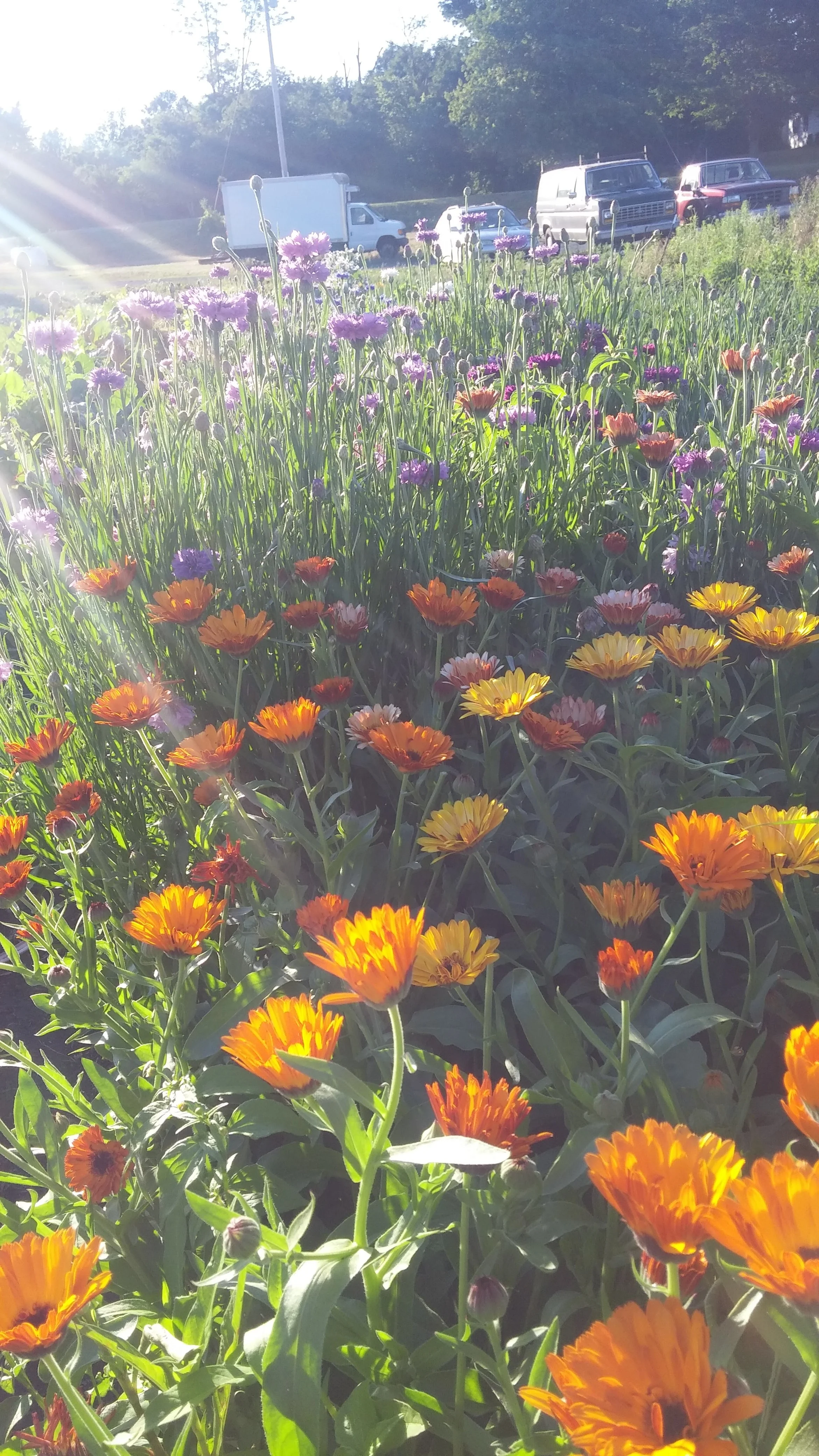 zcalendula.jpg