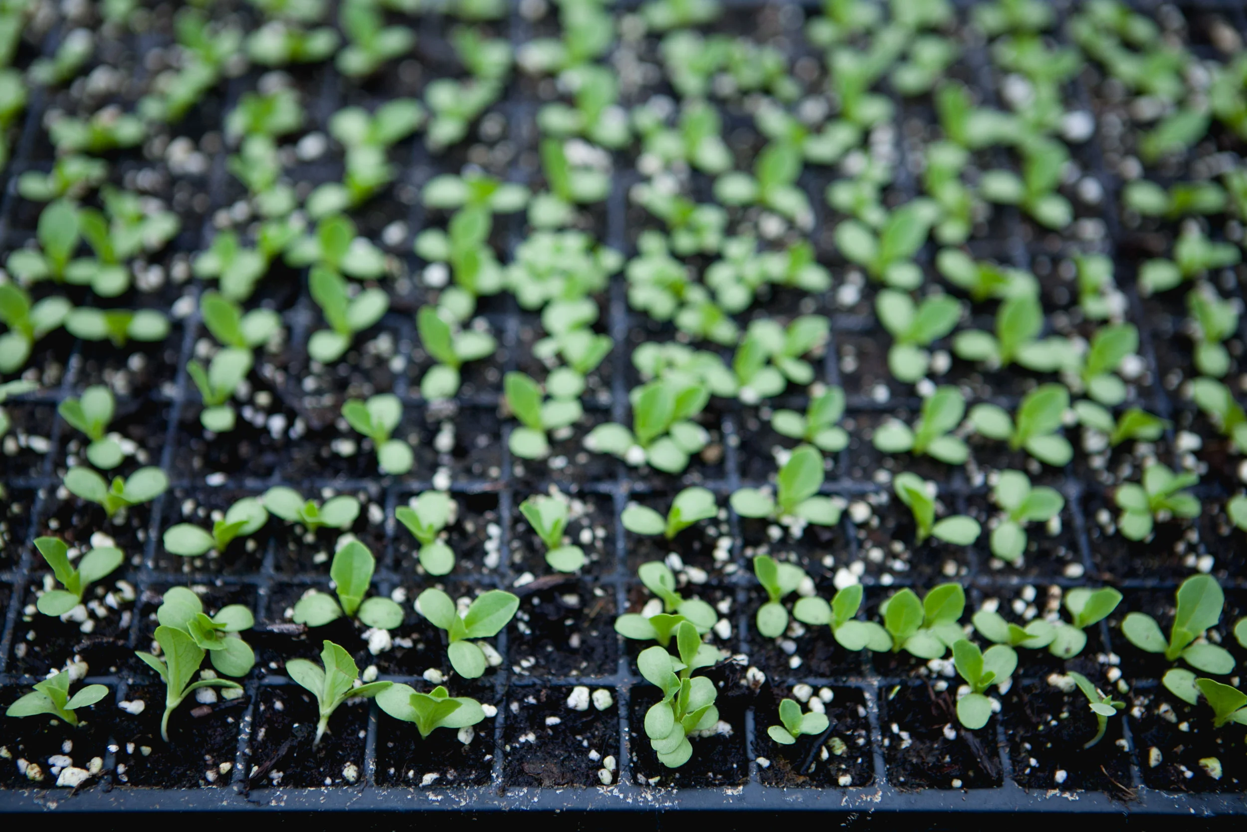 seedlings.jpg