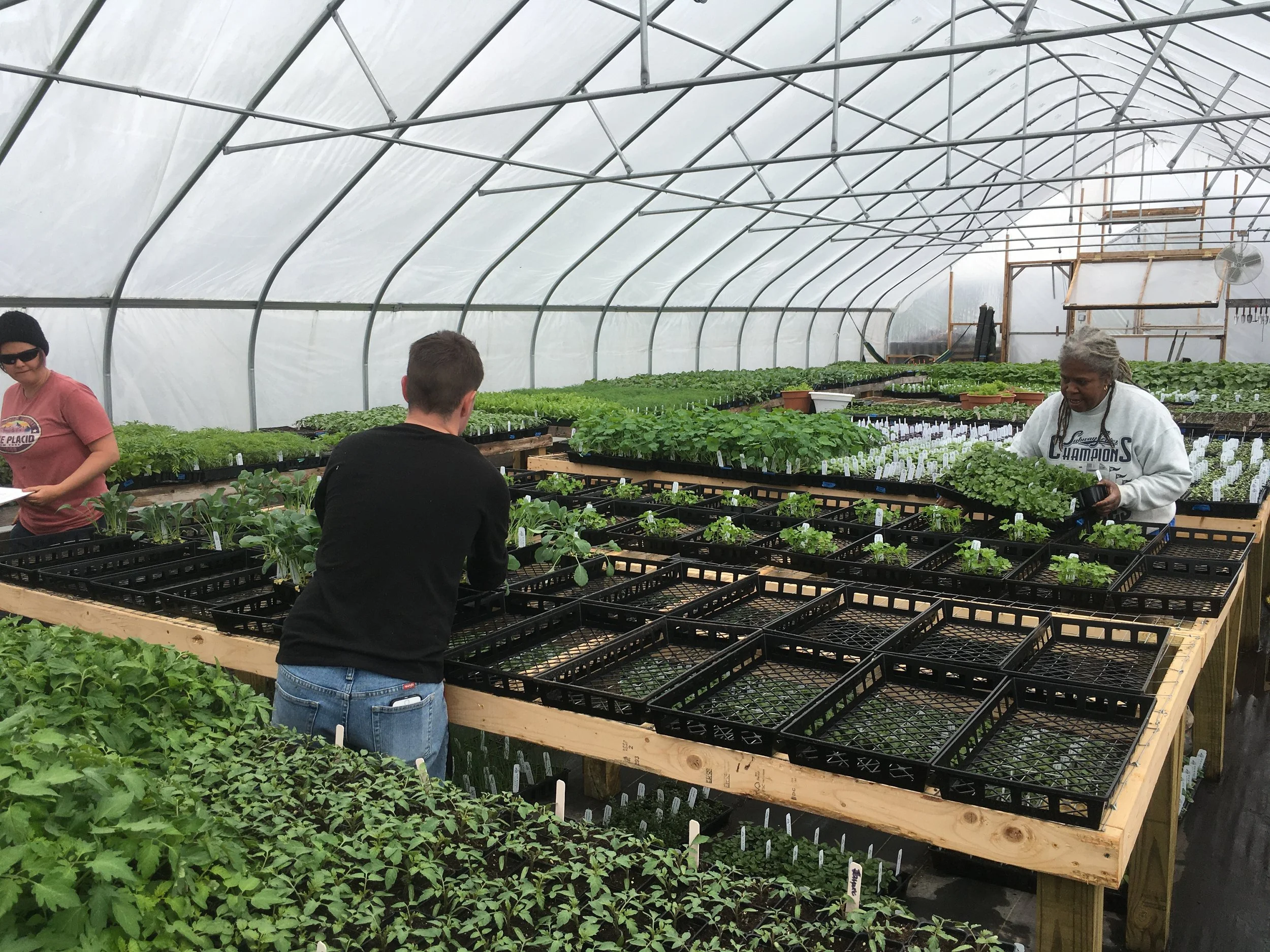 Sorting trays for GreenThumb.JPG