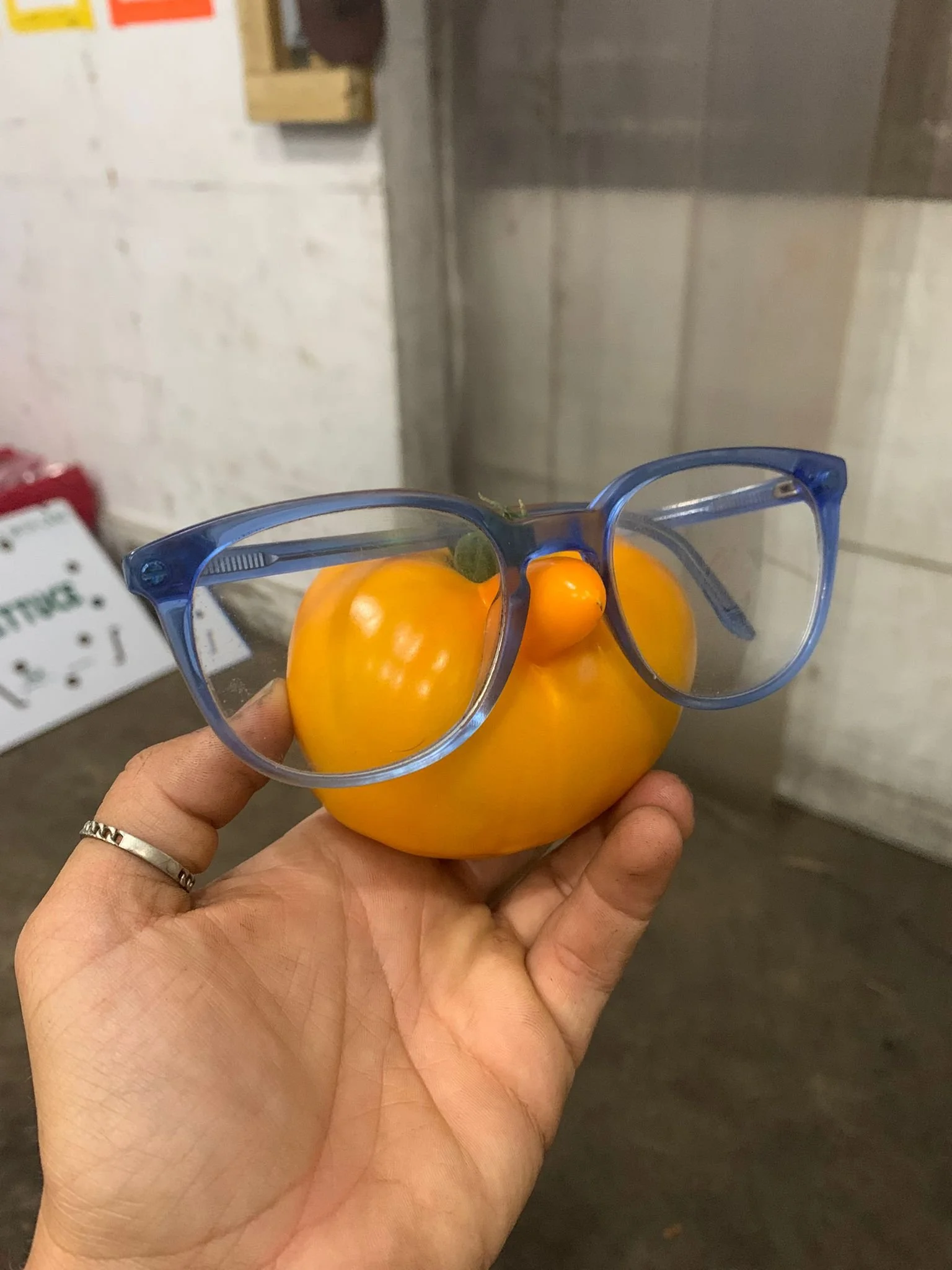 Tomato rocking the blue frames.JPG