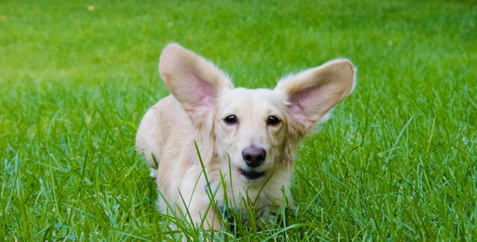 Look at those floppy ears!!
