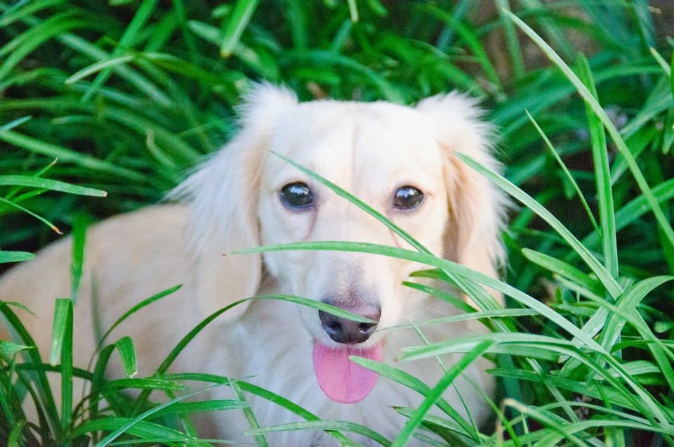 He's a little tired after doing some running around. Nothing a little shade and some creative placement in high-grass can't cure.