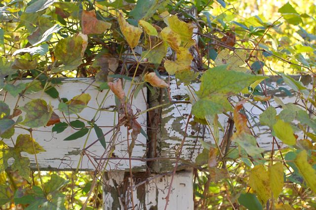 Just some leaves covering up an old white fence.