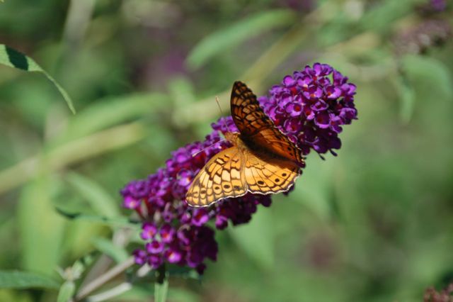 This is one of the first pictures I ever took with a DSLR. 