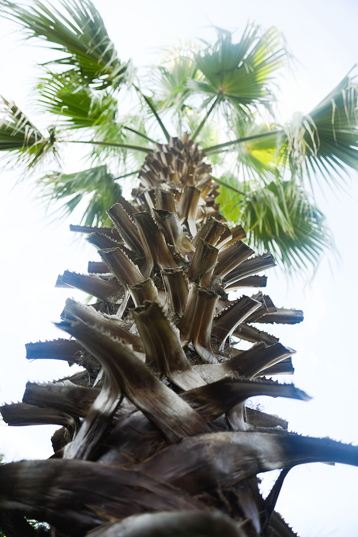 Palmetto trees...you know, still being patriotic.