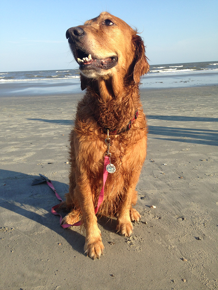 Even Bella got to be a little patriotic on the beach! She loves the water. Silly dog.