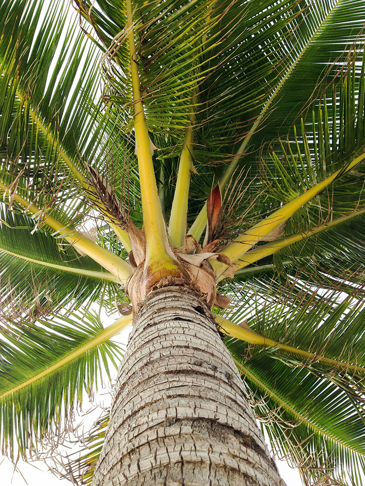 Coconut trees. Everywhere.