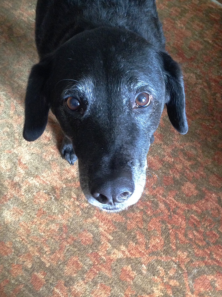 The often overlooked Sasha. (She doesn't like having her photo taken. Seriously. I am not kidding.)