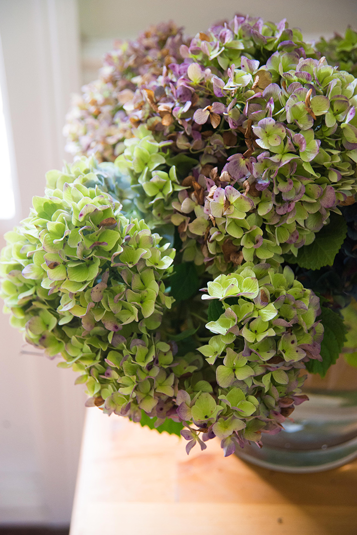The end of the Hydrangeas. Am I the only one that loves them at this stage?
