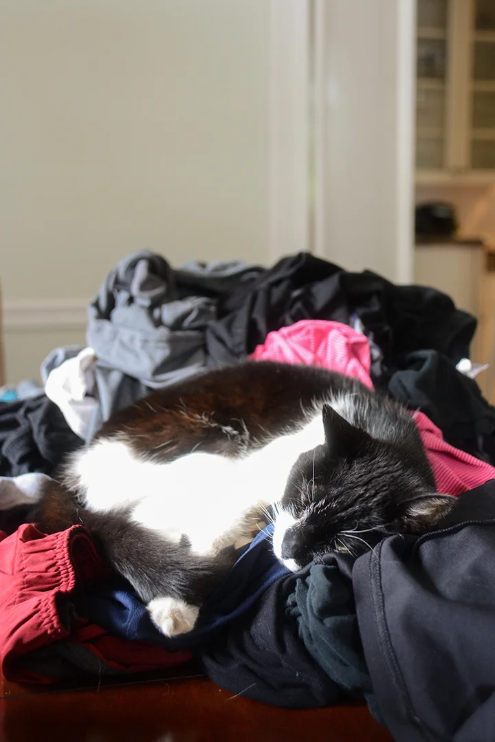 Apparently naps are better on fresh laundry.