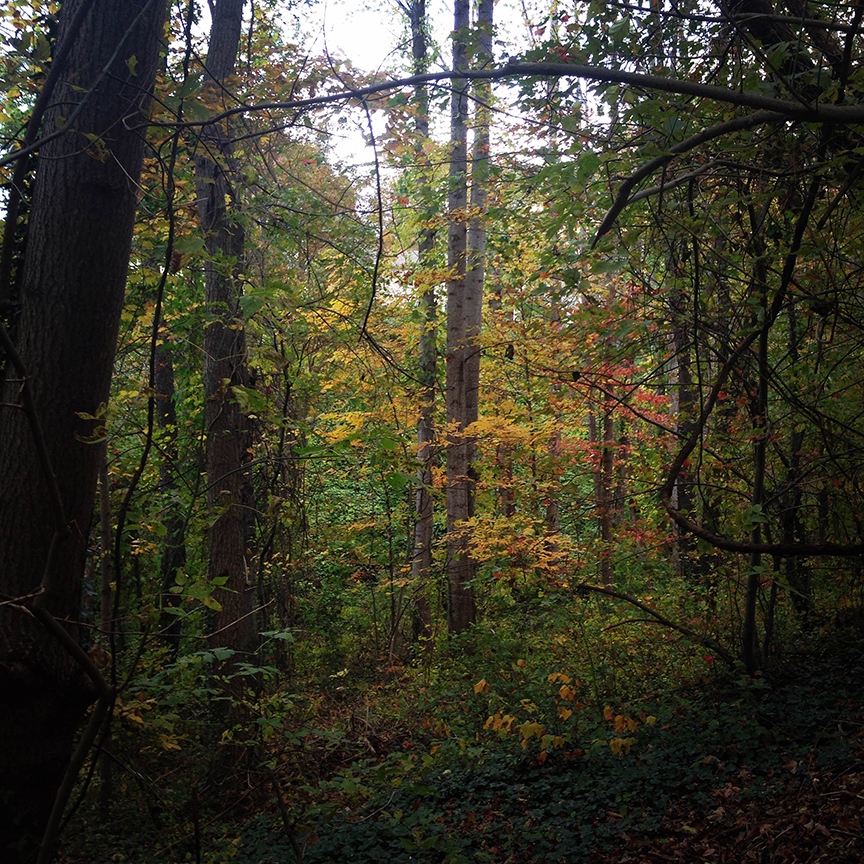 I lose myself in these woods time and time again. The smells and the colors and the light. Just spectacular.