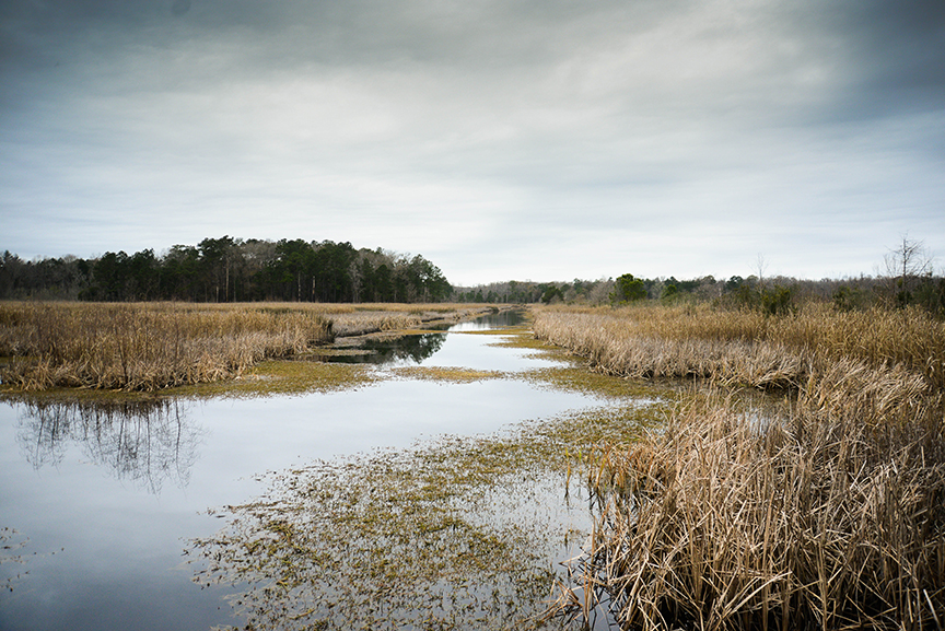 Caw Caw Interpretive Center is just outside of Charleston and WORTH THE TRIP! Go there. Now.