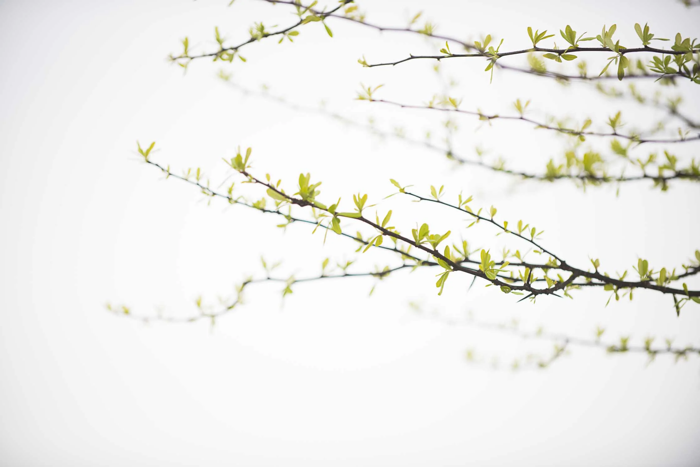 Spring-100.jpg