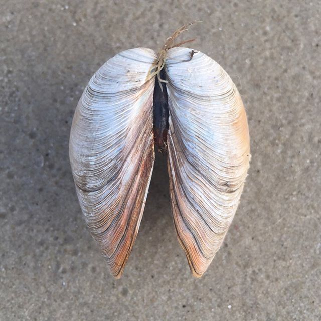 I wrote a blog post today about my dad and seashells. I won&rsquo;t go into it all here, because it was so complicated and simple all together that I couldn&rsquo;t do it justice. Go give it a read if you&rsquo;d like (link in profile.) if not, I&rsq