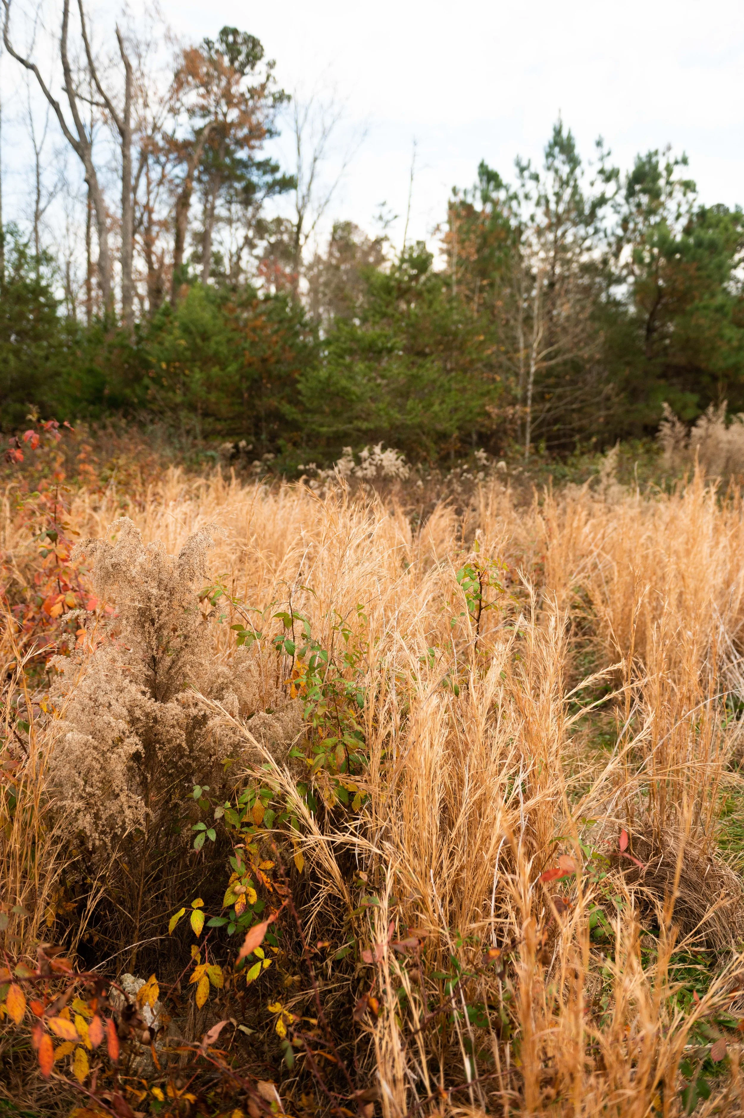 fall landscape-1.jpg