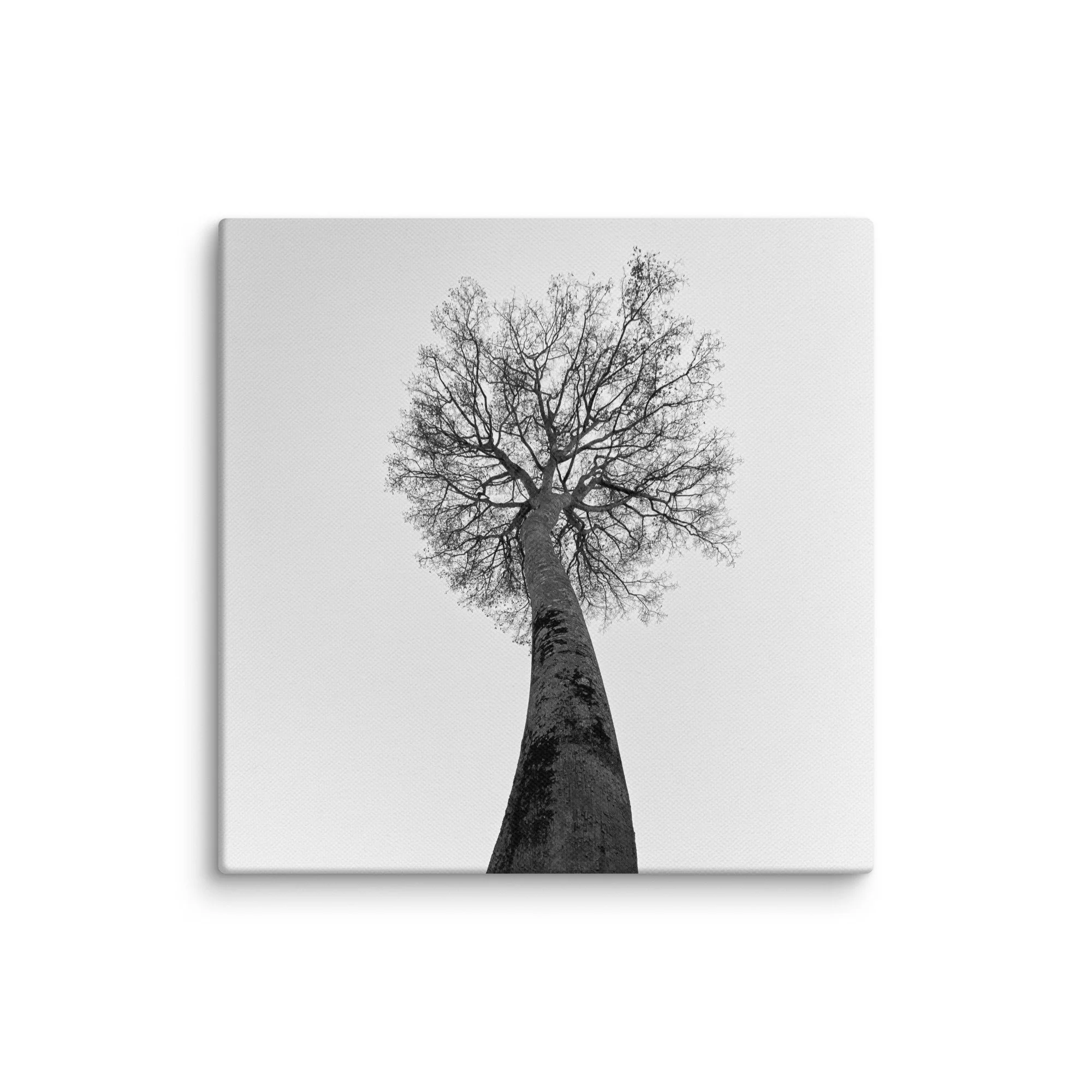 canvas-(in)-12x12-wall-68aa69c93df9c.jpg