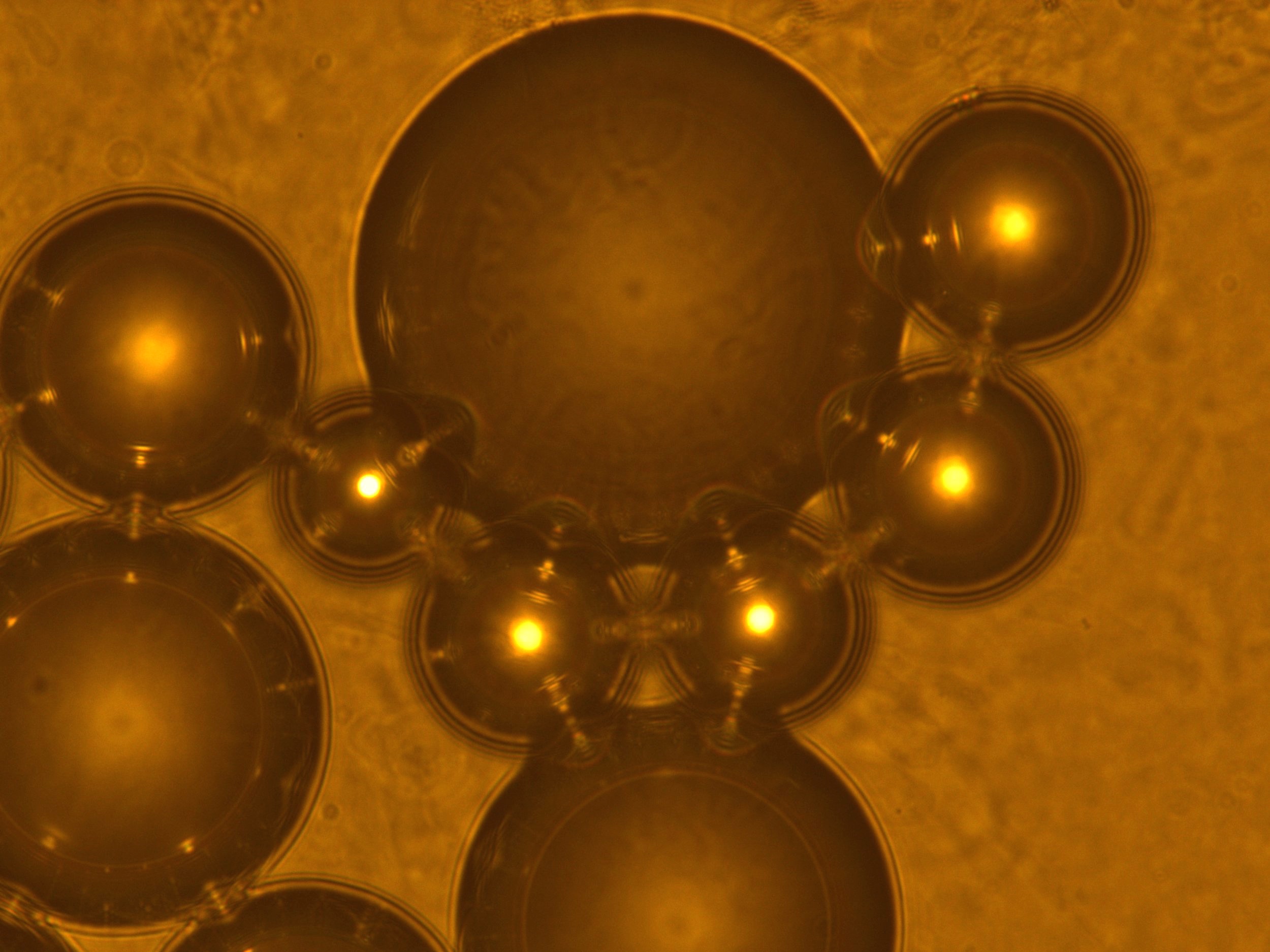 Liposomes in suspension 40X SBorange.jpg