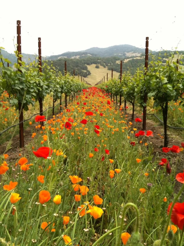 Poppies.jpg