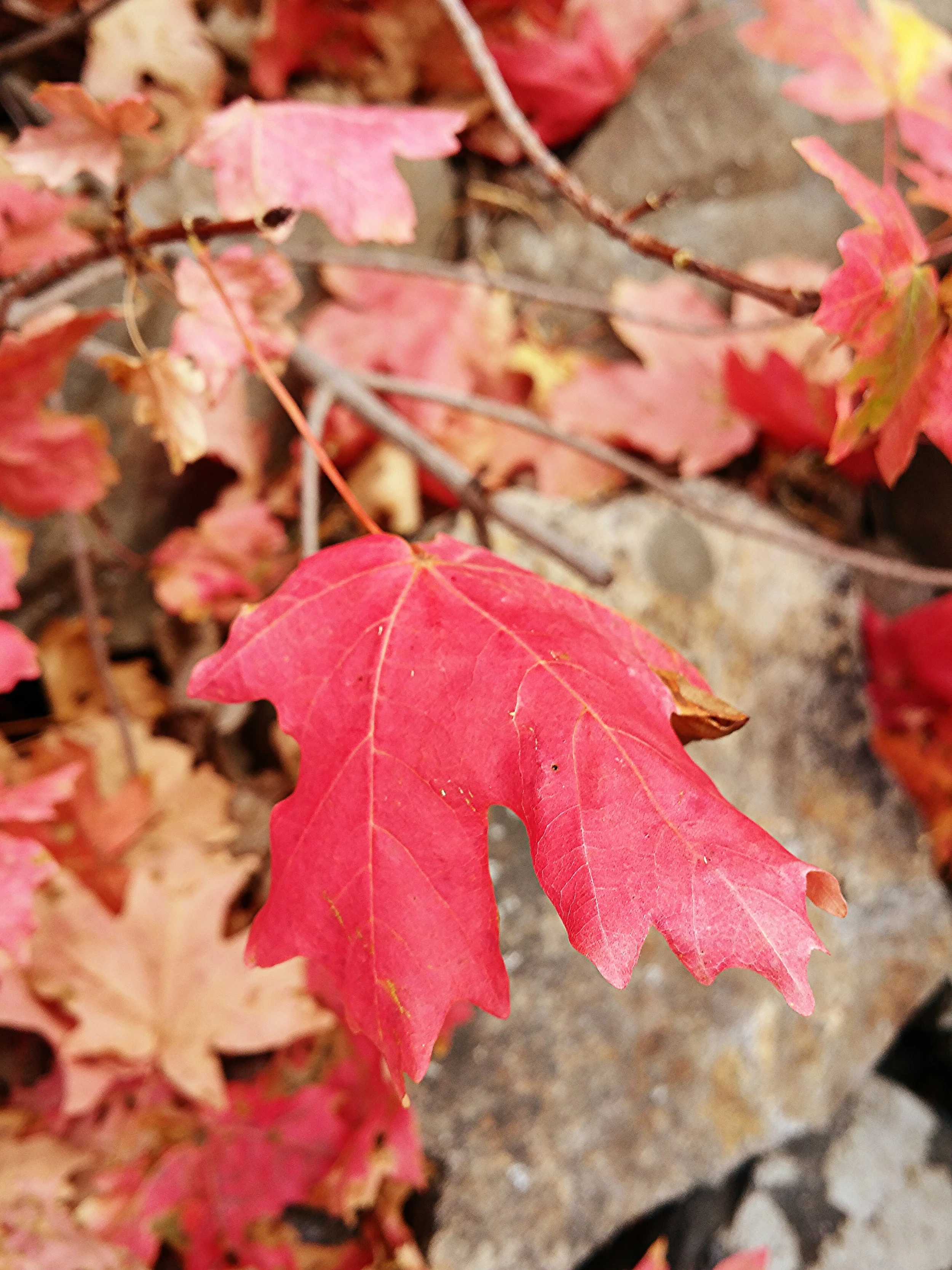 More fall colors in Timpanogos Cave National Monument.