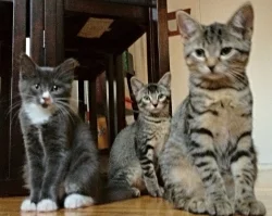  Anabelle, Violet, Penelope