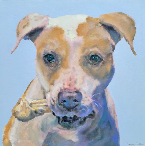 Dakota 24x24 bemis dog-web.jpg