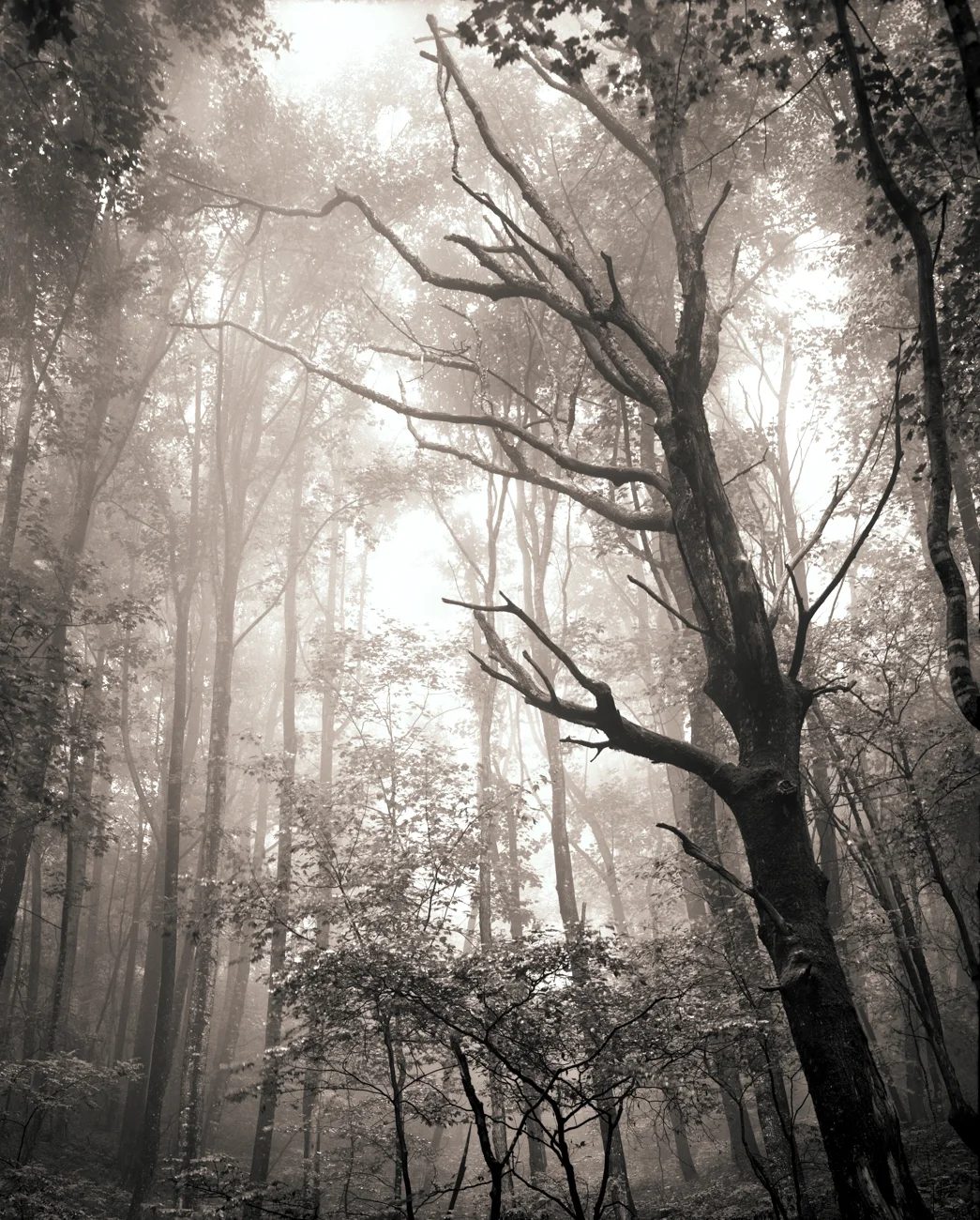 Dead Tree in Fog.jpg