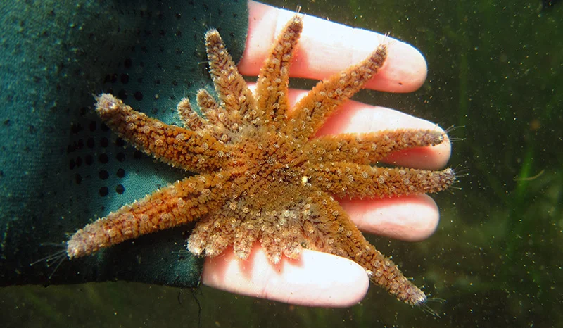 ABOVE:Now a rare sight, a young sunflower sea star (Pycnopodia helianthoides) is held by task force member Lenaïg Hemery during a dive at Alki Beach, West Seattle, in July 2015.