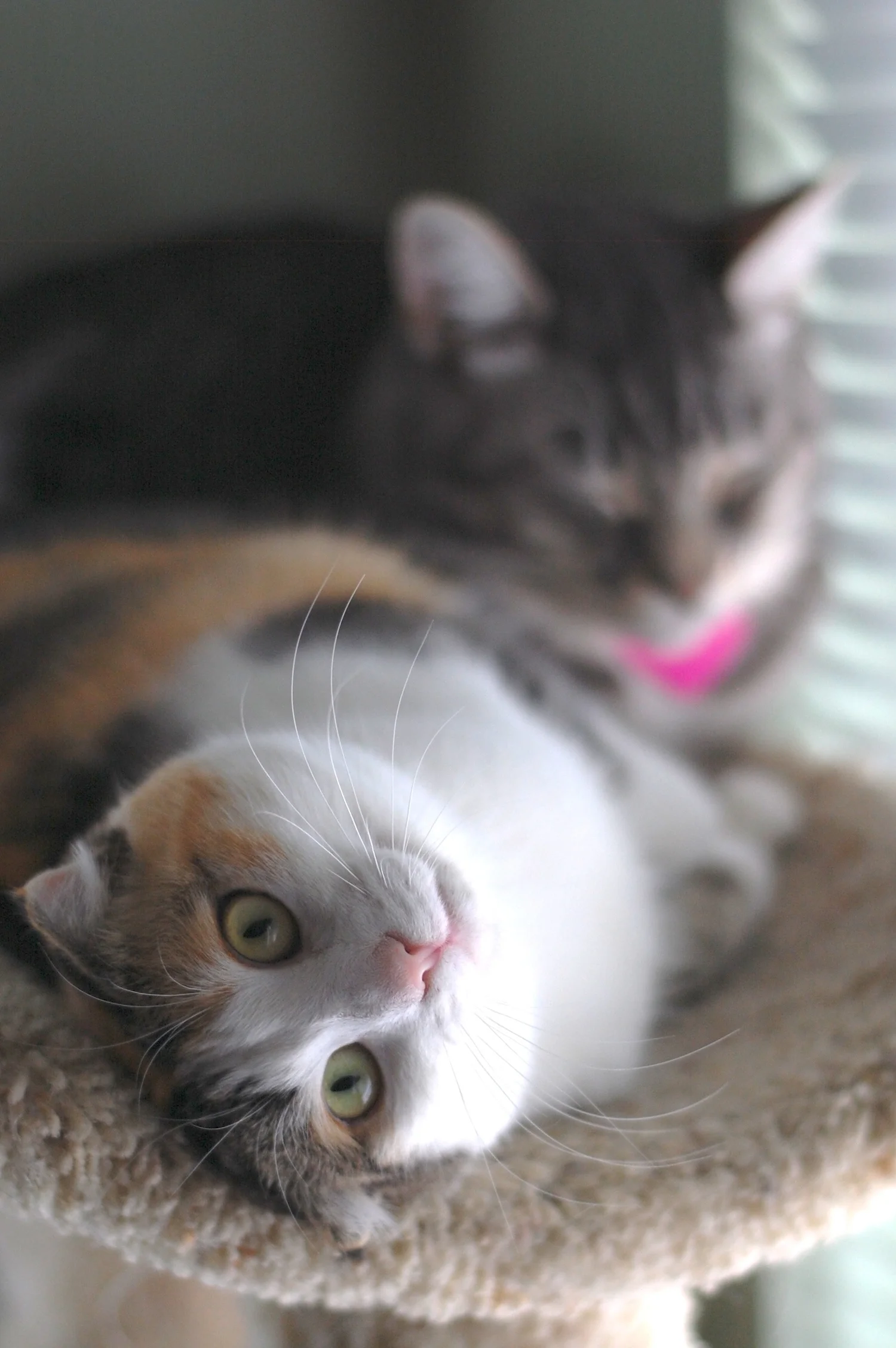 Foster Care — The Cat People