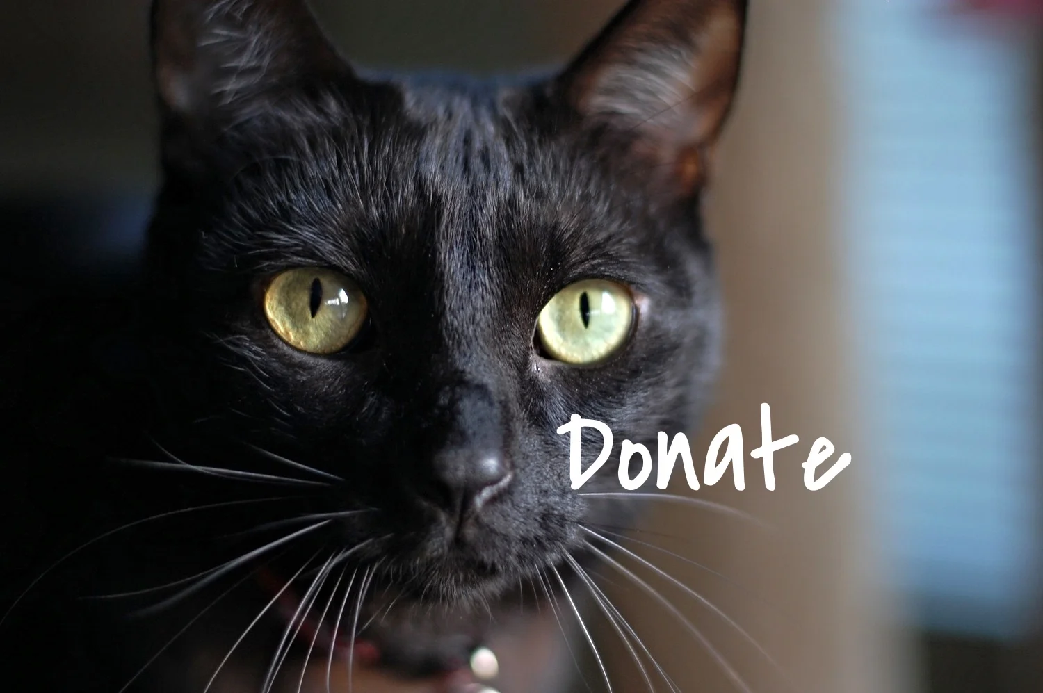 Cat People and Pawsitively Cats Sanctuary