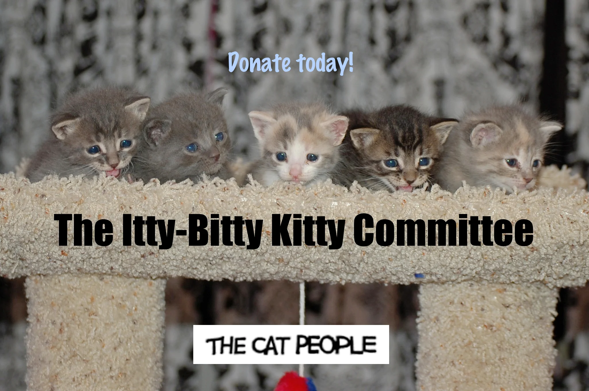 The Itty-Bitty Kitty Committee is comprised of all Cat People foster kittens. Photo shot by a Cat People volunteer.