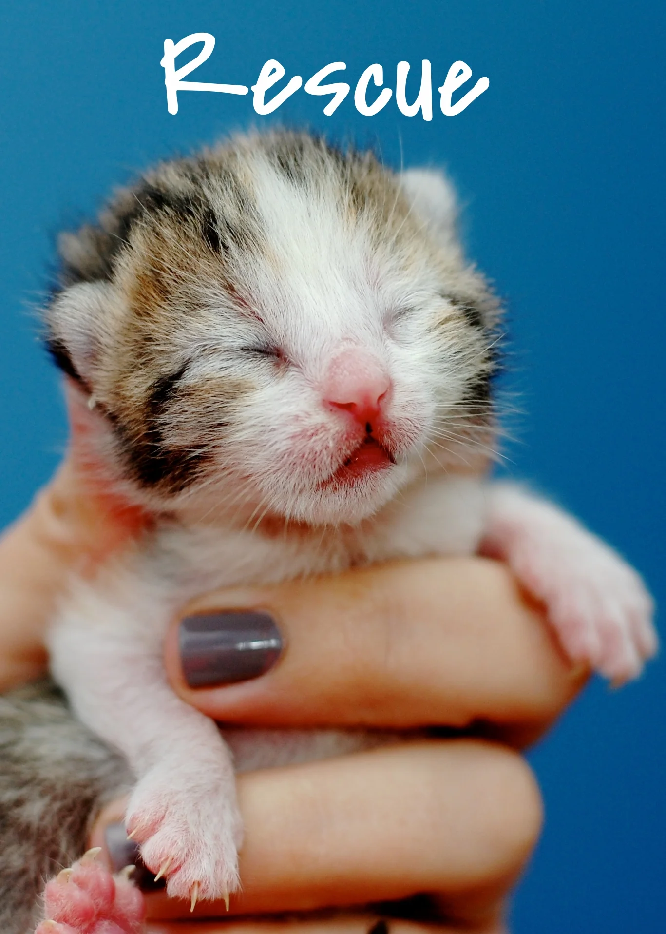 Cat People and Pawsitively Cats Sanctuary