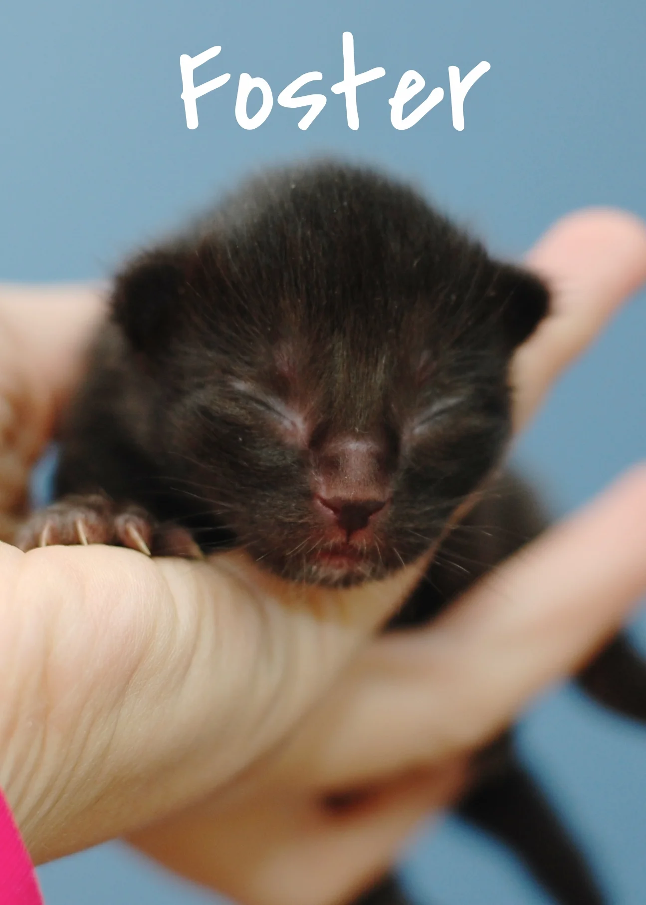 Cat People and Pawsitively Cats Sanctuary