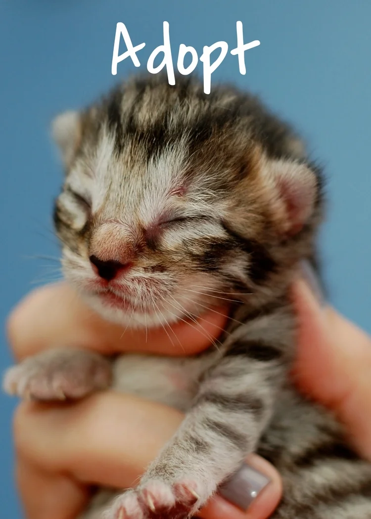 Cat People and Pawsitively Cats Sanctuary