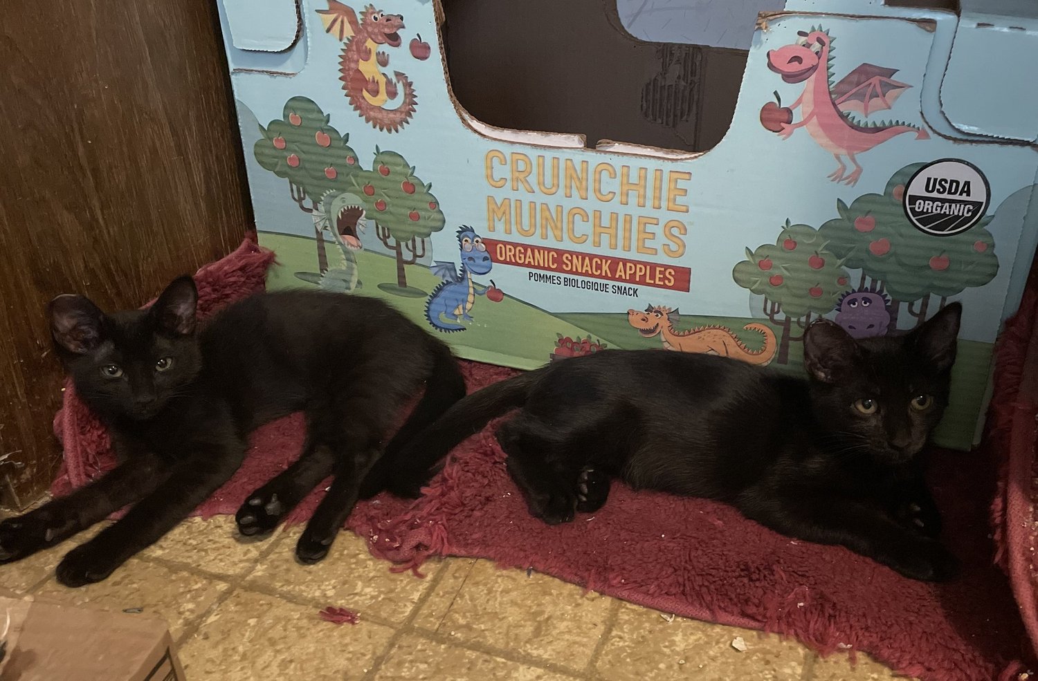 Adoption Bulletin Board — The Cat People