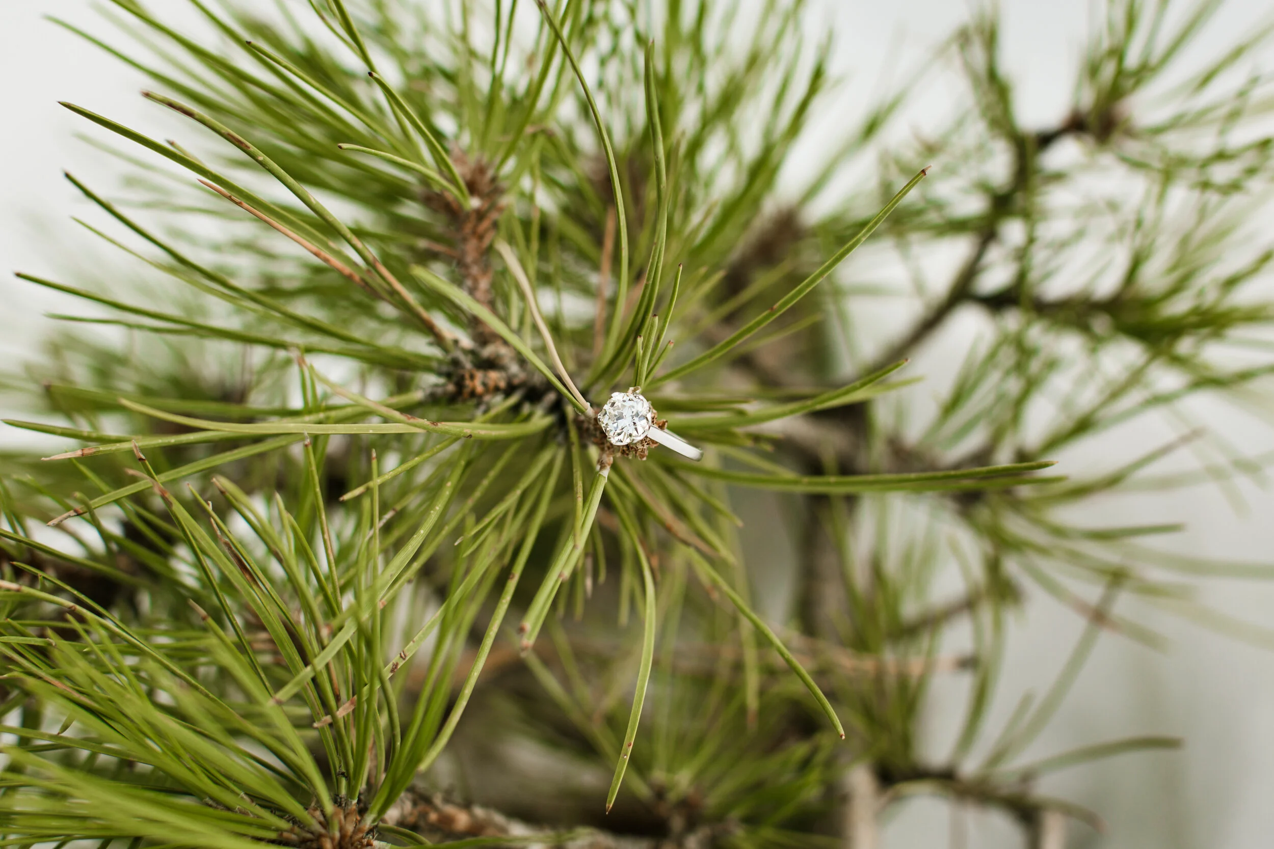 lost-gulch-engagement