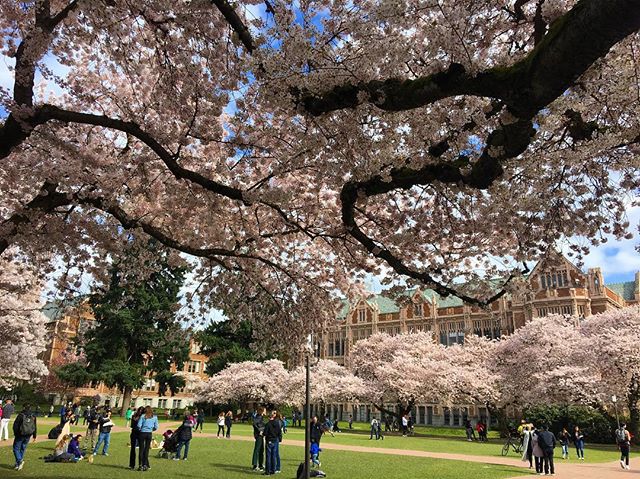 I love spring blooms! 💐

BTW I have a new blog post up on my website about traveling during pregnancy. 🤰 Link in bio. 
#travelgram #cherryblossom #uwquad #seattlelife #travelblogger