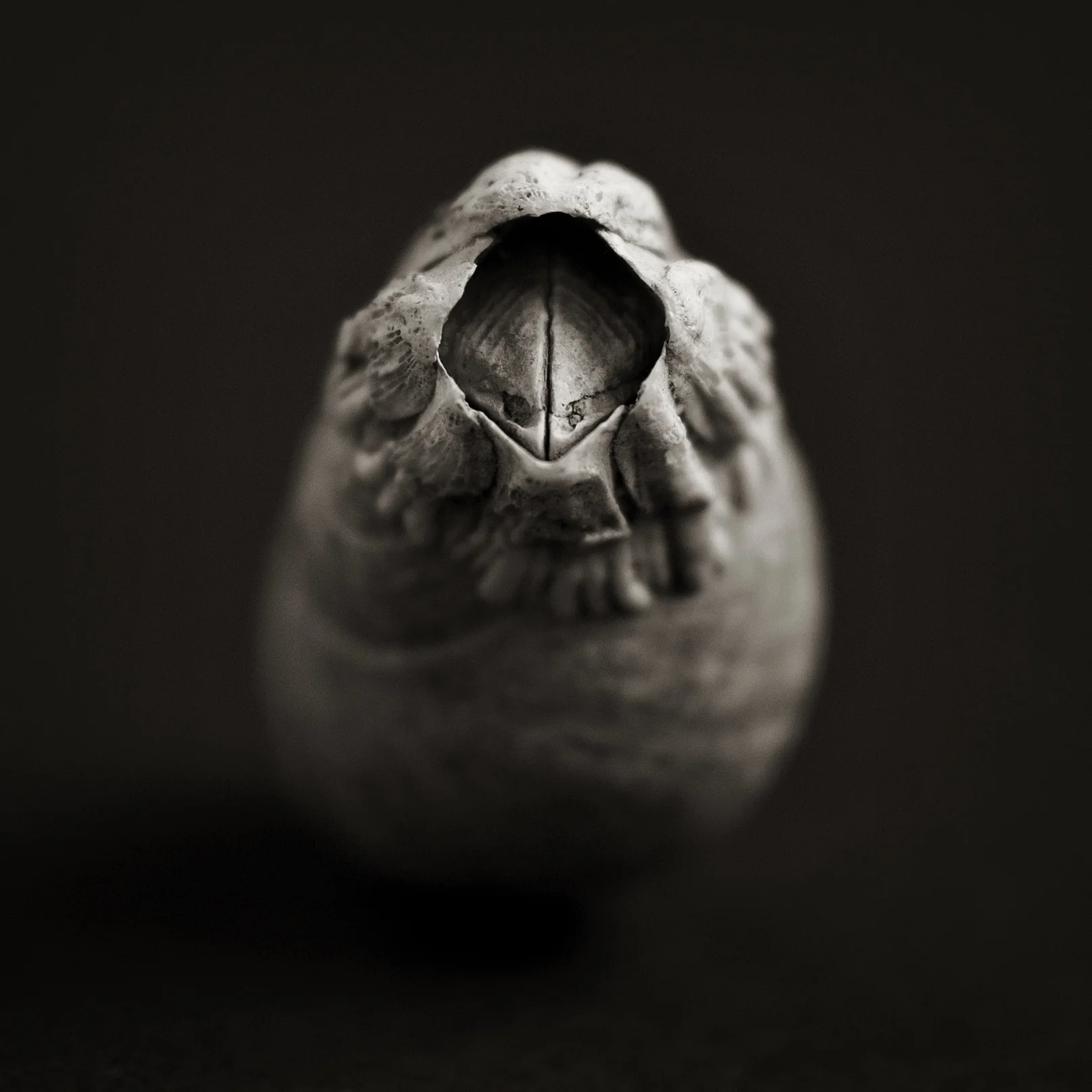 Barnacle Pt I