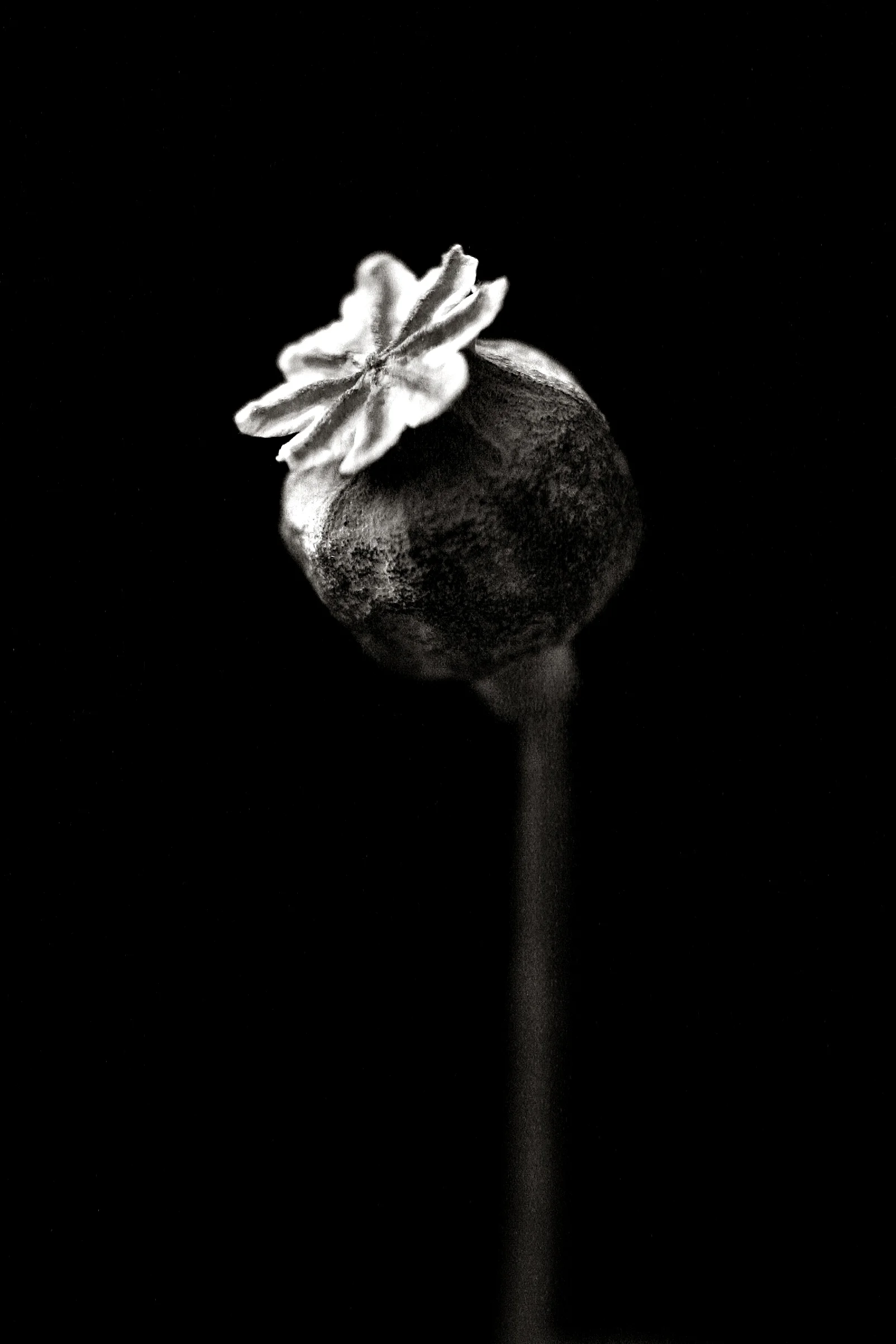 Poppy