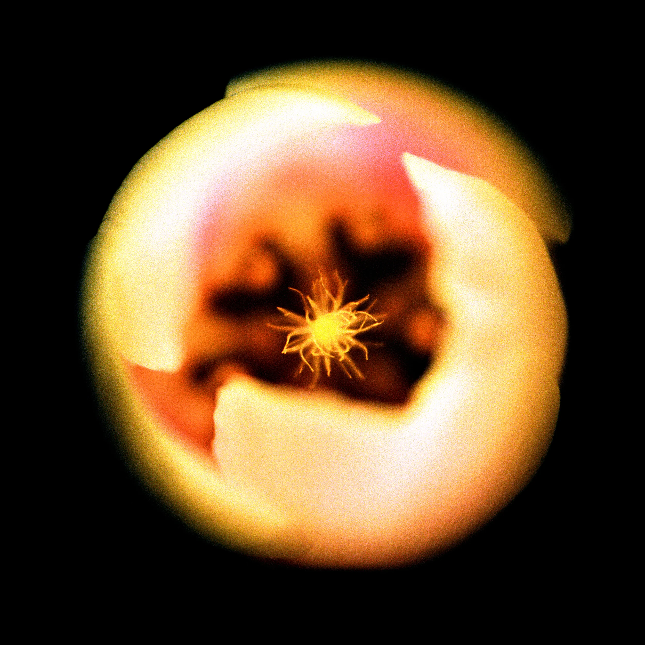 Wax Flower