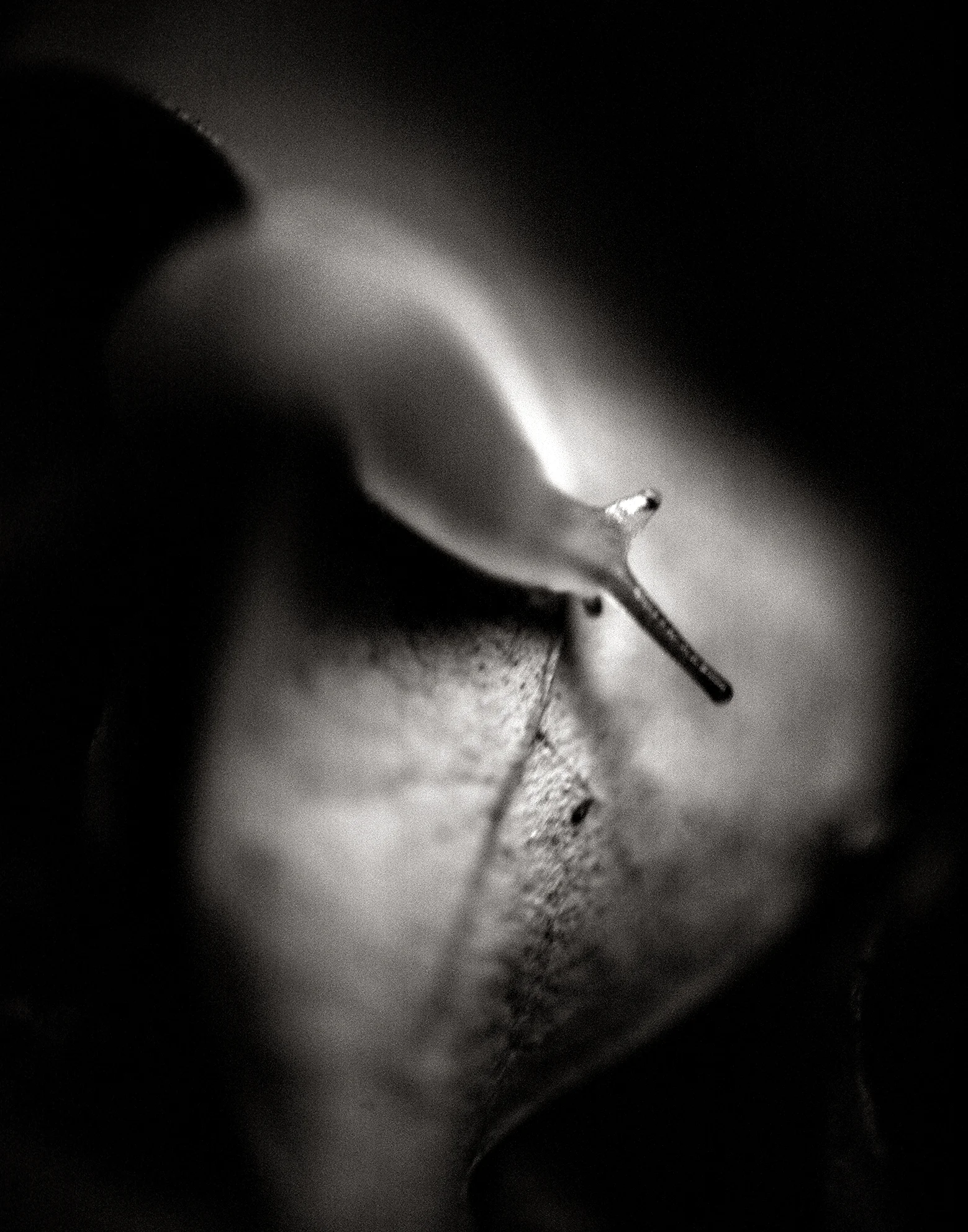 Snail