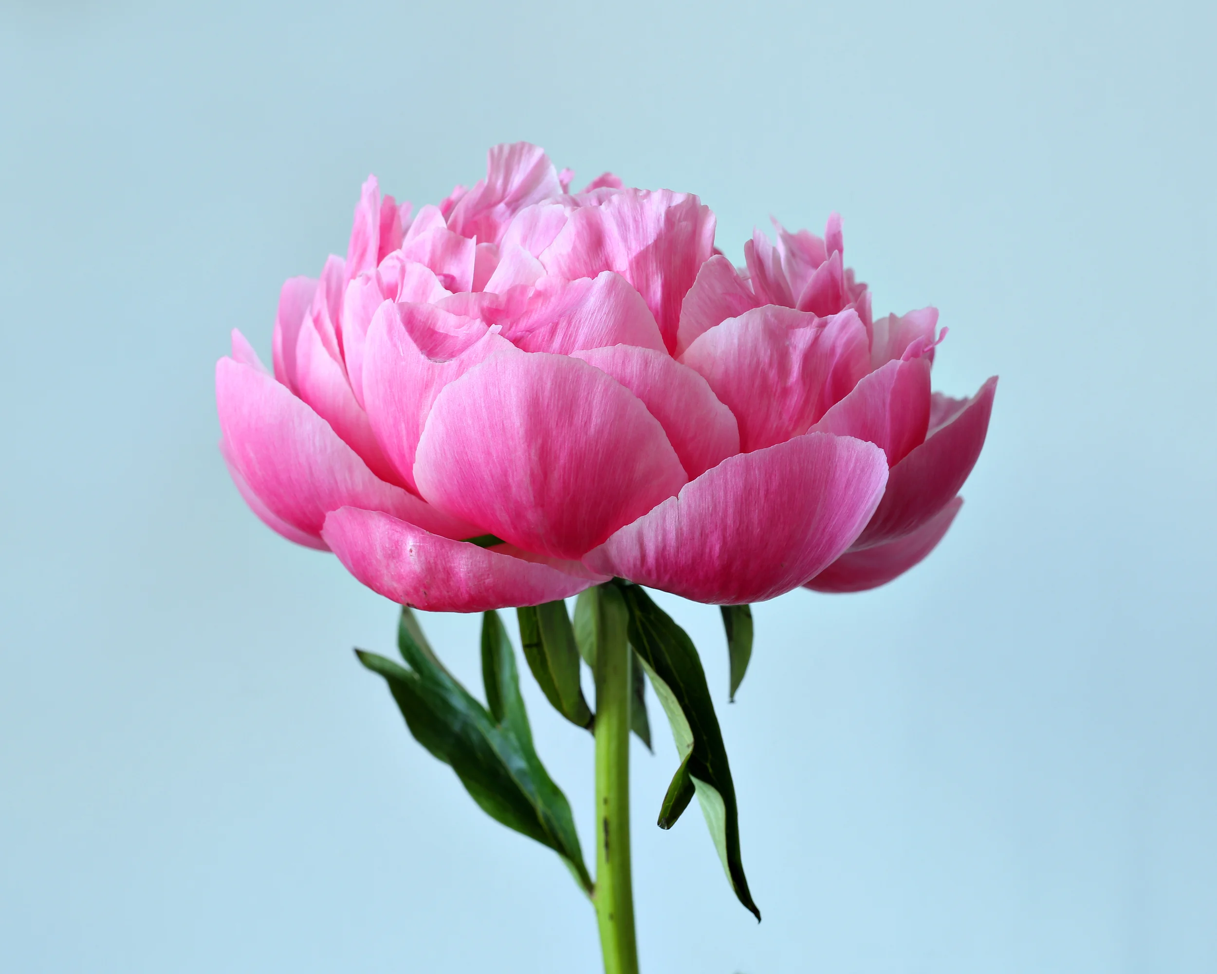 Peony.jpg