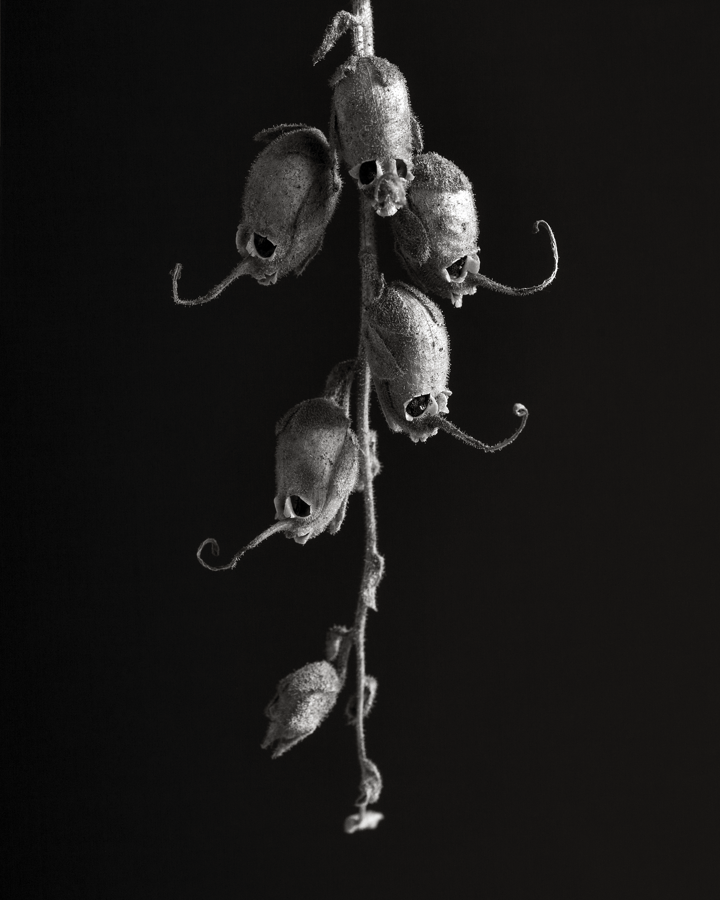 Snapdragon Skeletons