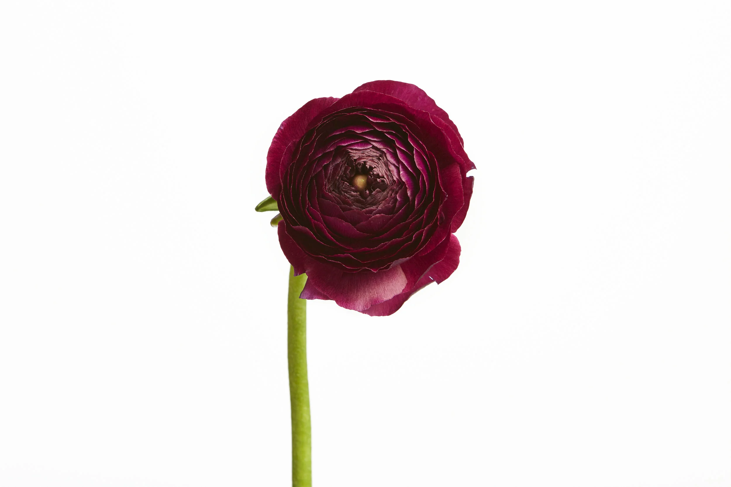 Chris's Flowers0147.jpg