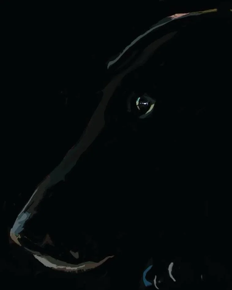 Black dog #pets #dogportrait