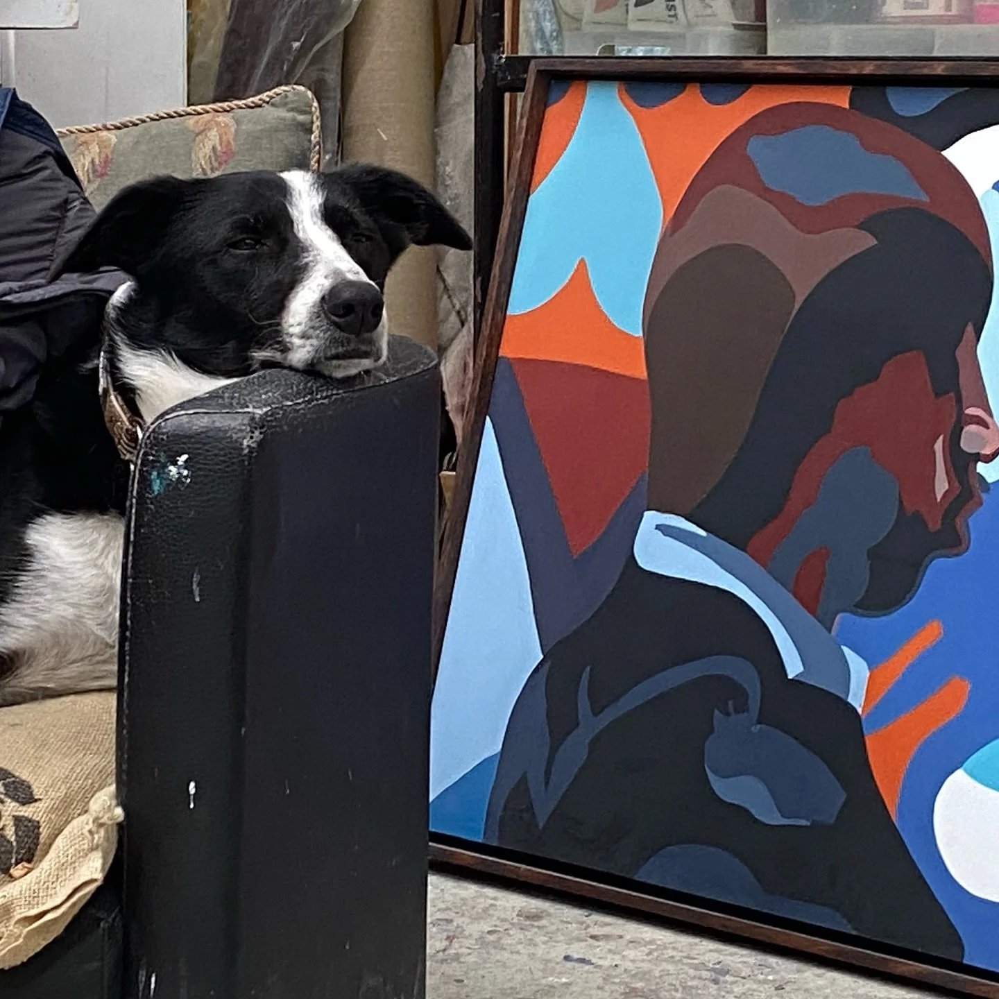 She likes neither early mornings nor the cold studio&hellip; #bordercollie #worstnighmare😭 🥶🥶