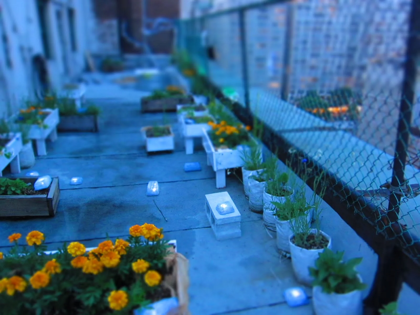 garden1.jpg