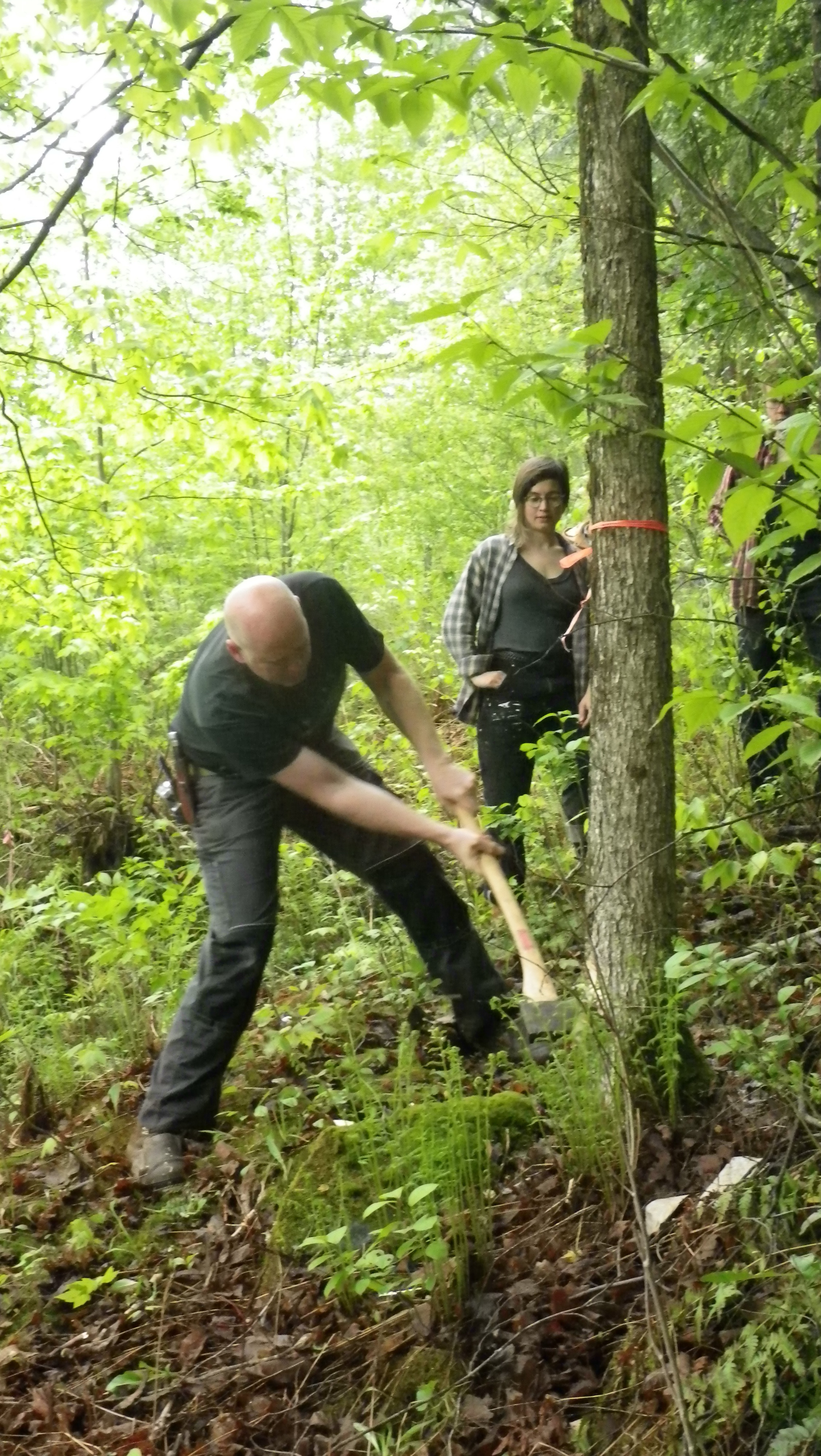 Day one: demonstrating the felling of a small tree to be used for initial projects, Yestermorrow 2013