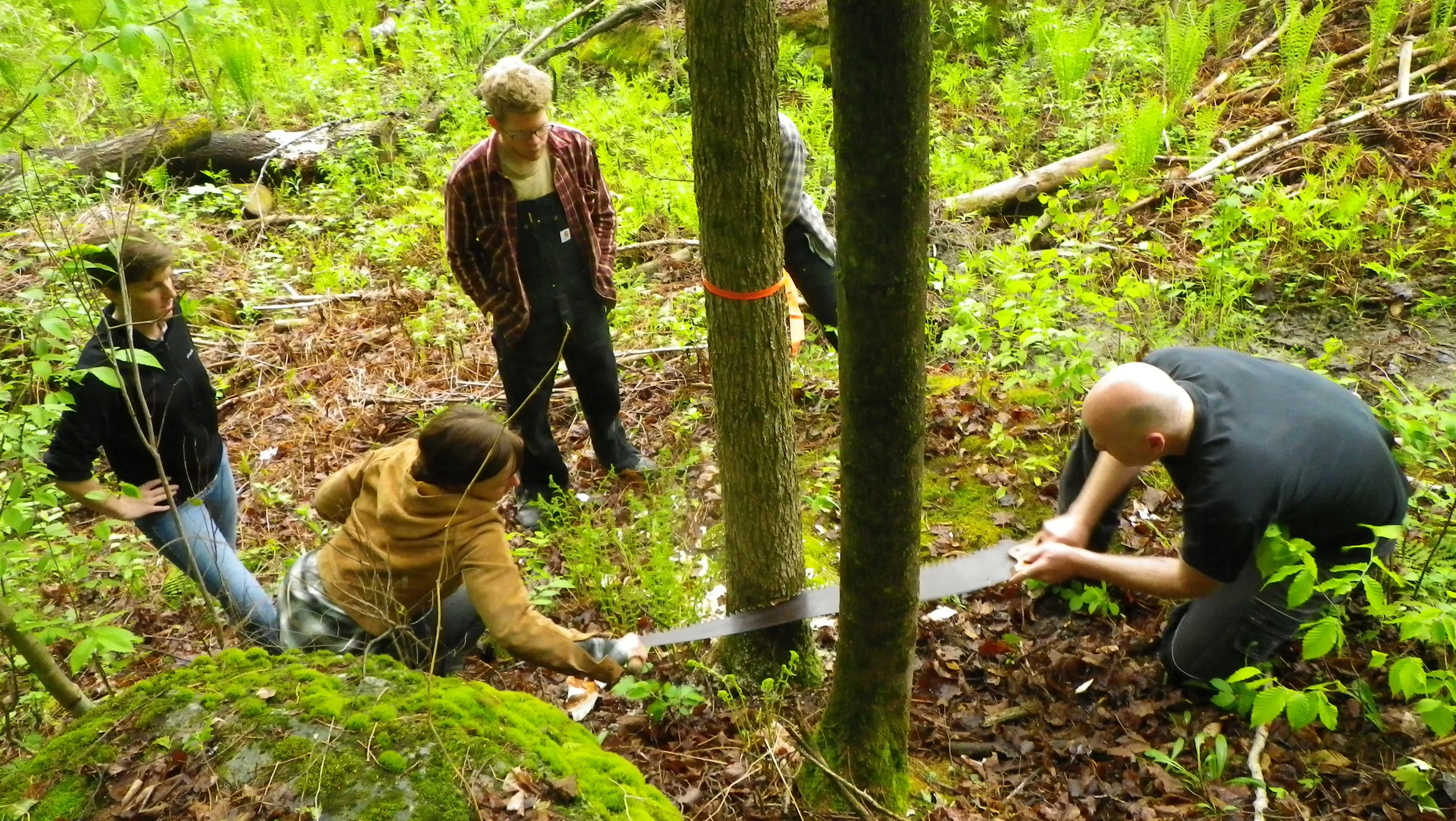 Day one: completing the felling, Yestermorrow 2013