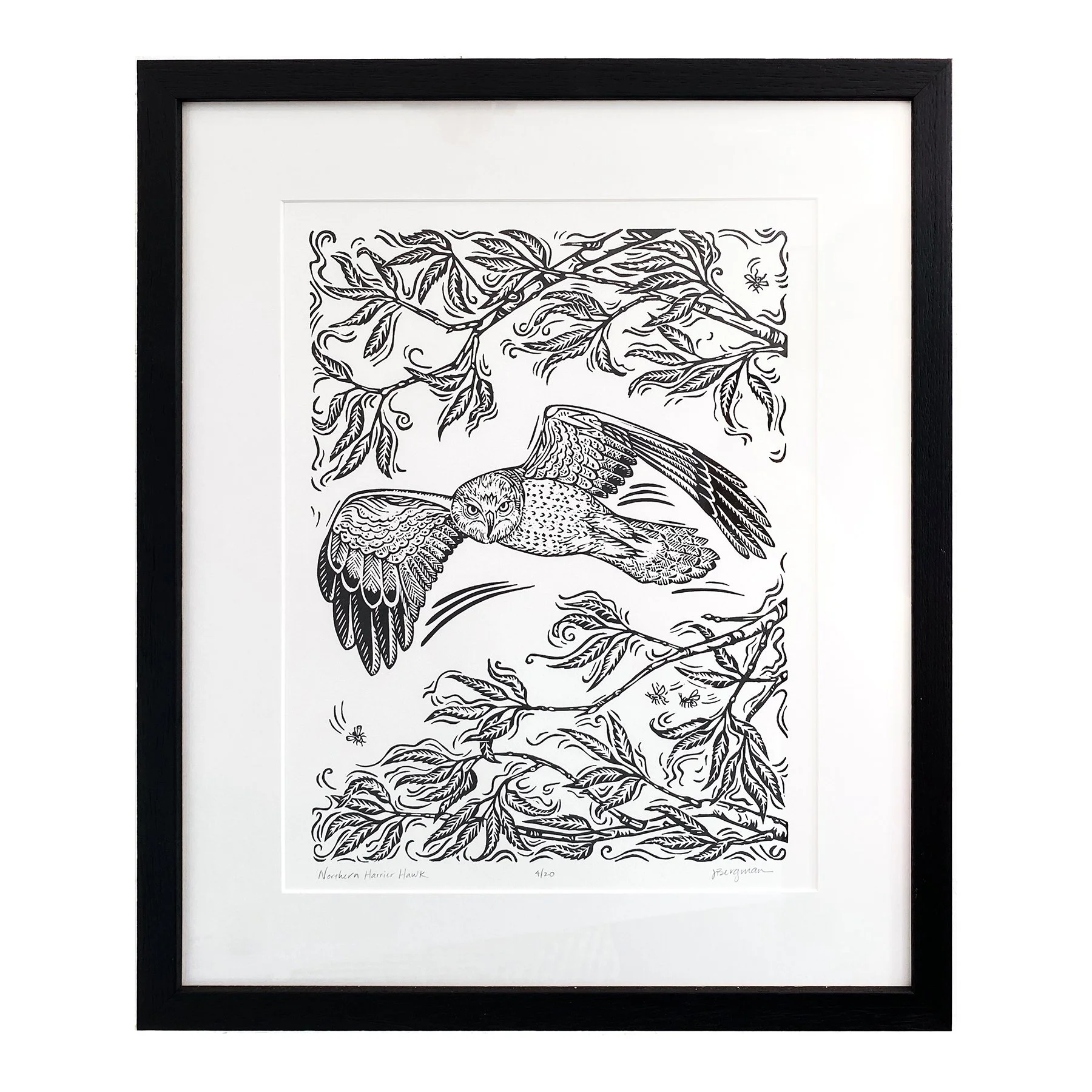 Northern Harrier Hawk framed sm.jpg